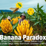 Banana Paradox: When the Philippines' 'Yellow Gold' is Under Siege from an Unseen Enemy